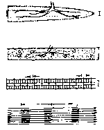 Кровеносная и лимфатическая системы