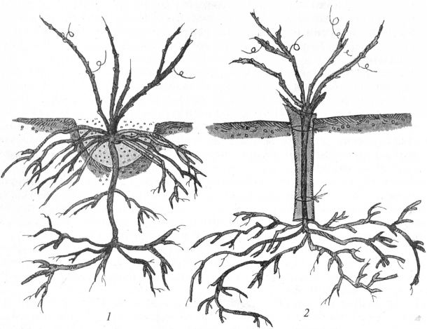 Обрезал корни. Катаровка корней винограда. Росяные корни винограда. Катаровка саженцев винограда. Подрезание корней винограда.