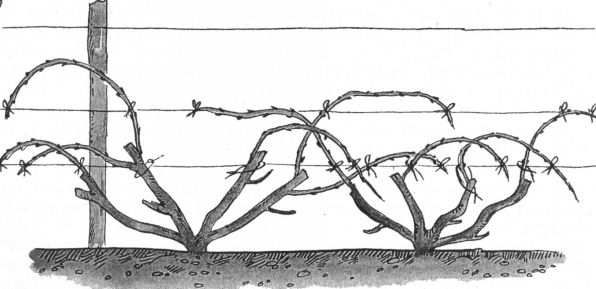 Подвязка кустов винограда