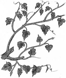Подвязка кустов винограда