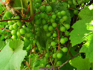Формирование кустов винограда при неукрывной культуре