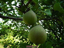 Семечковые культуры -яблони и груши