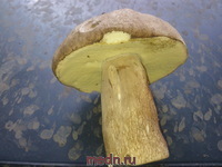 Из истории грибов