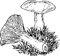 Условно-съедобные грибы