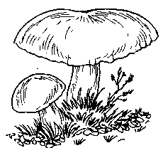 Условно-съедобные грибы