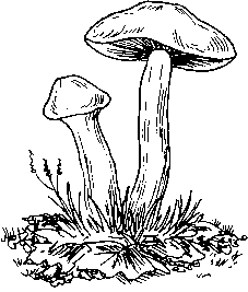 Ядовитые грибы