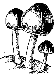 Токсическое действие ядовитых грибов