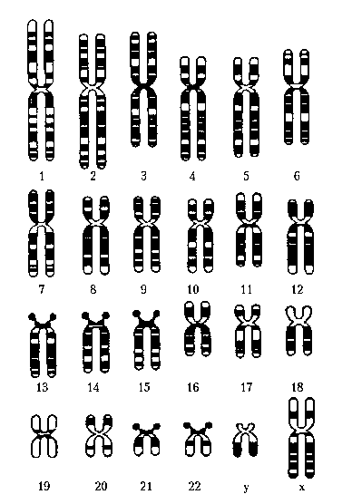 Генная карта человека