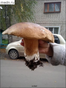 Вот это белый гриб!