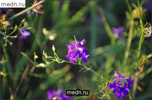 Фиолетовые полевые цветочки