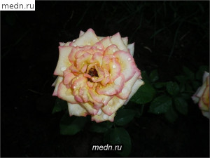 Кремовая роза