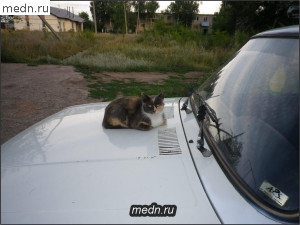 Кошка на машине