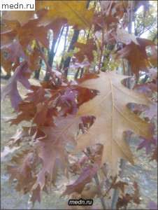 Листья дуба красного