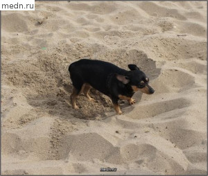 Собачка на песке