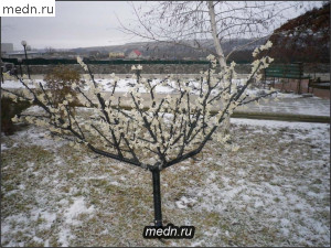 Цветущее зимой дерево