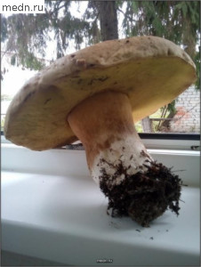 Белый гриб на подоконнике