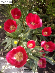тюльпаны розовые