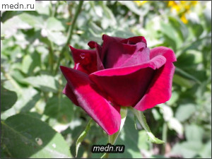 Бардовая роза
