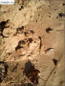 Лягушки на песке