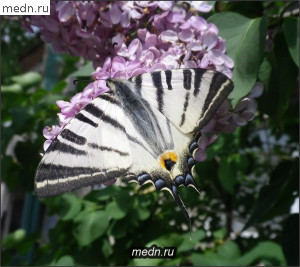 Бабочка красавица