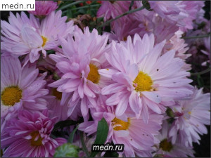 Хризантемы фиолетовые