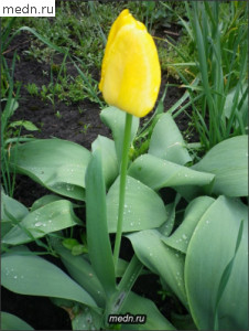 Желтый тюльпан с капельками росы