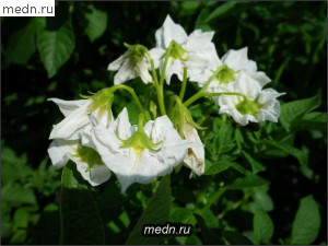 Белые цветы картофеля