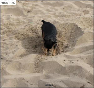Собачка закапывает в песок