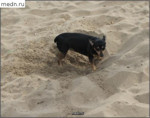 Собачка роет песок