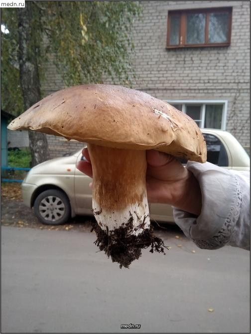 Вот это белый гриб!