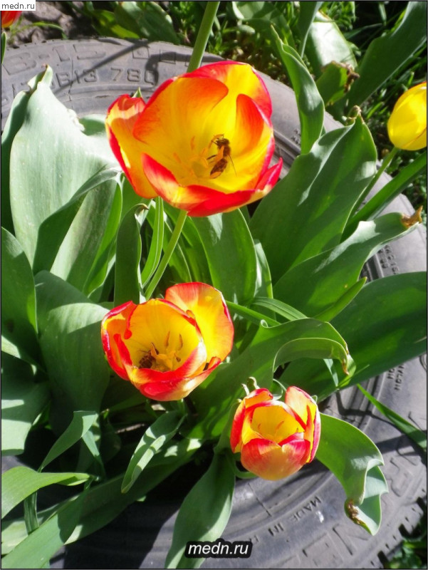 Пчелы в цветах тюльпана