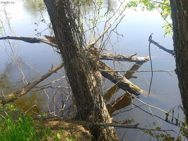 сухое дерево упало в речку