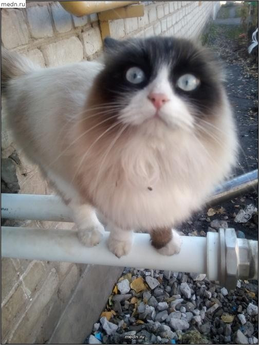Кот с голубыми глазами