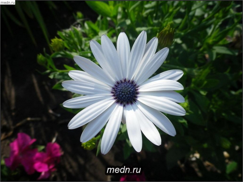 Белый цветок