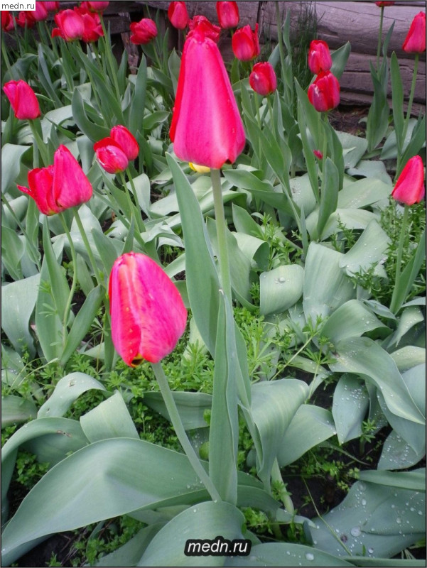 Дарвинские тюльпаны
