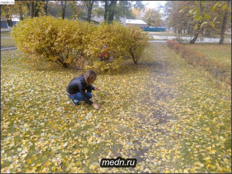 Сбор осенних листьев