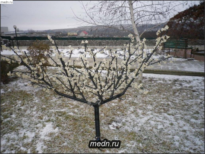 Цветущее зимой дерево