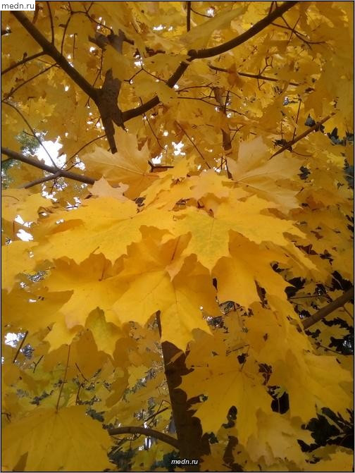 Желтый лист кленовый