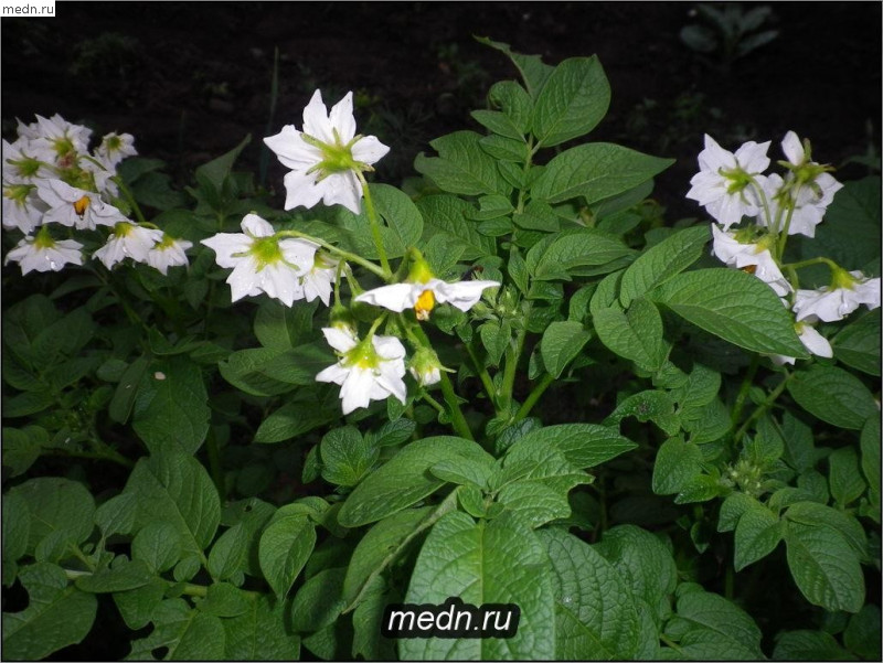 Белые цветы картофеля