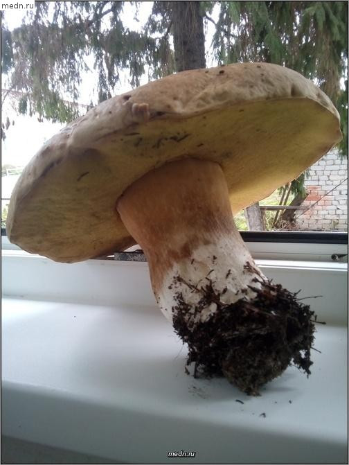 Белый гриб на подоконнике