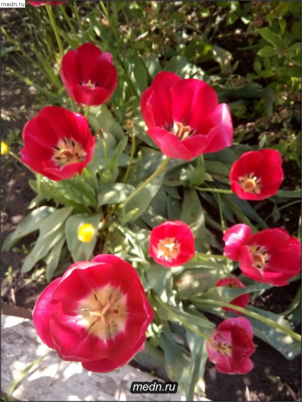 тюльпаны розовые