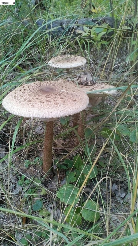 огромный гриб