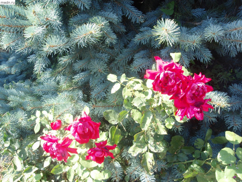 Красная роза на фоне серебристой ели