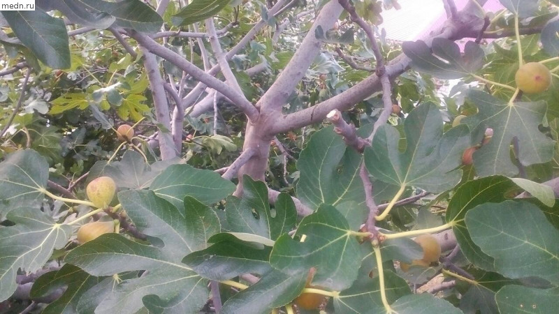 инжирное дерево 