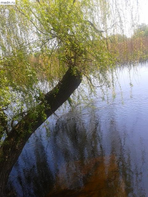 дерево над водой