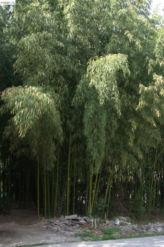 заросли бамбука