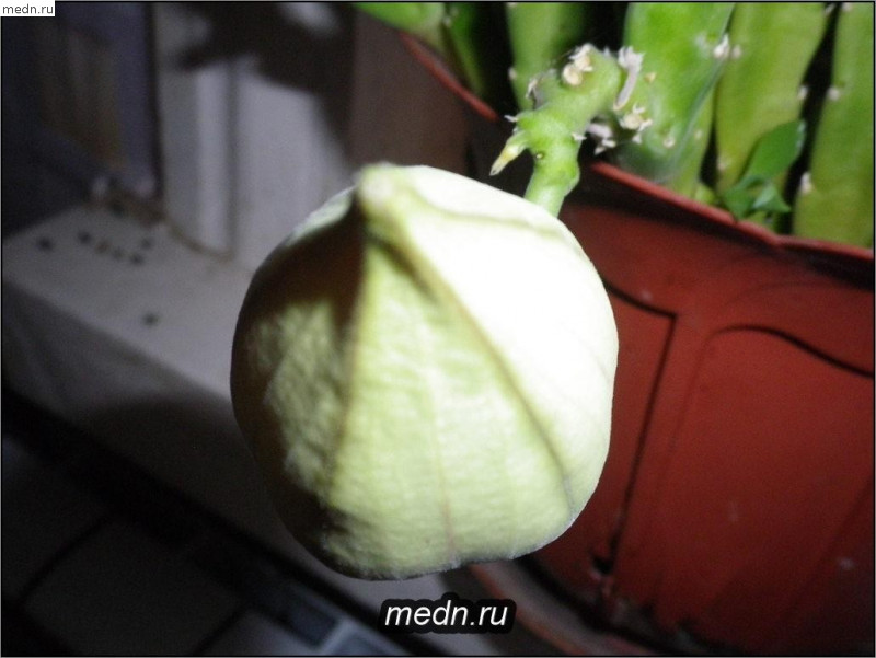 Бутон цветка кактуса