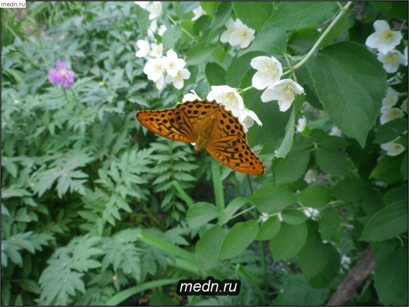 Бабочка на жасмине