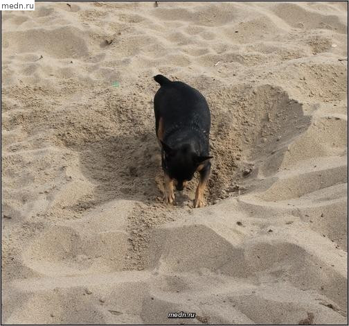 Собачка закапывает в песок