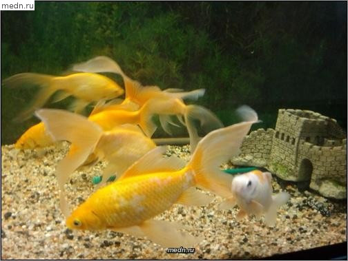 Рыбки золотые